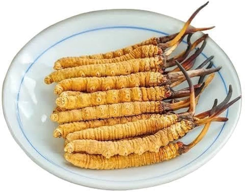 Kida Jadi I Cordyceps l High Quality