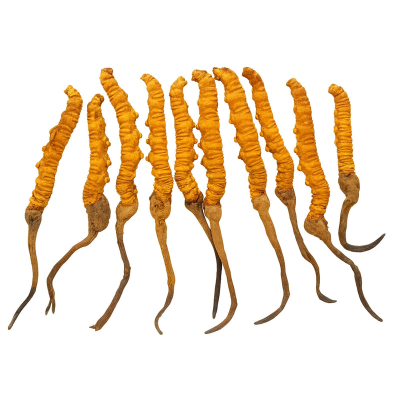 Kida Jadi I Cordyceps l High Quality