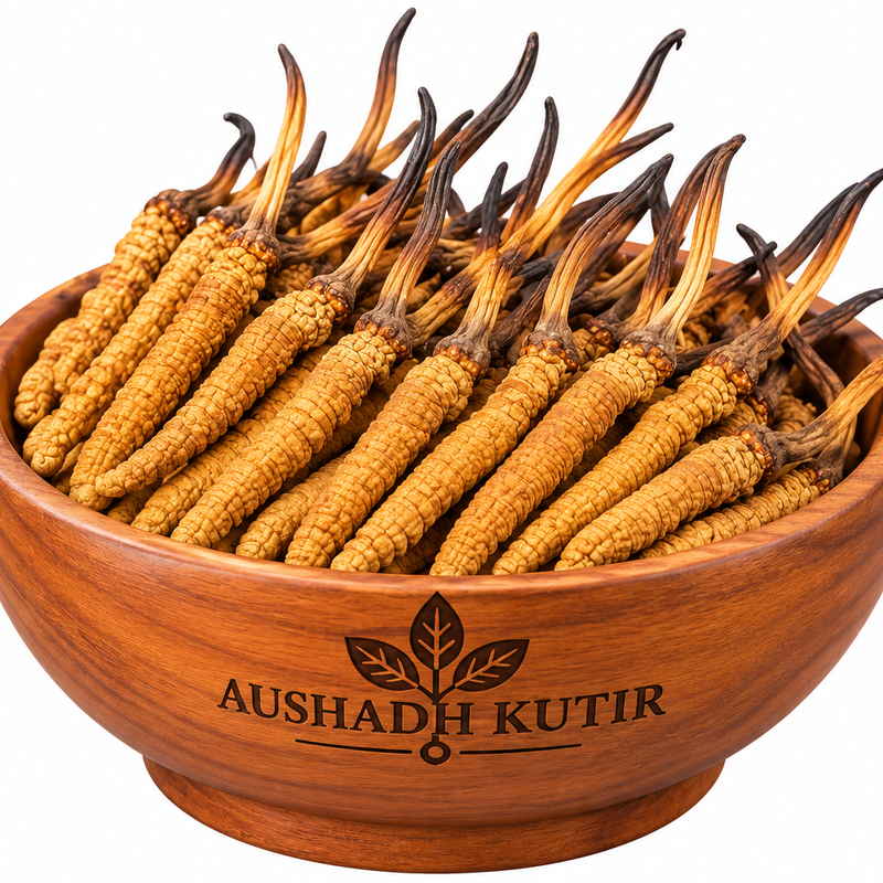 Kida Jadi I Cordyceps l High Quality
