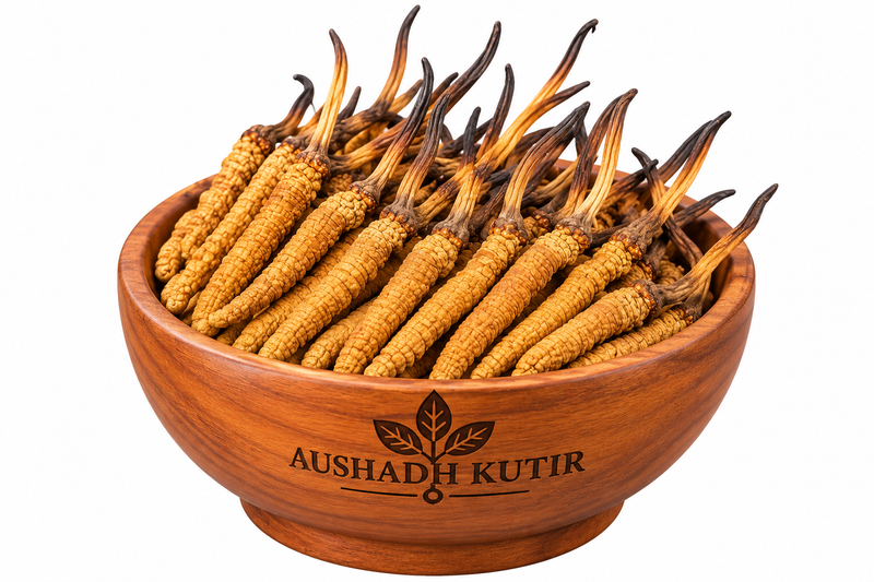 Kida Jadi I Cordyceps l High Quality