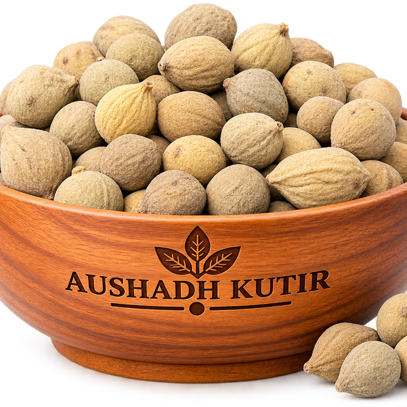 Putrajeevak Beej Whole – Putrijivak Seeds | Putranjiva roxburghii | Putrajeevak Seeds | Natural Dried Botanical Seeds | Ayurvedic Herbal Raw Material